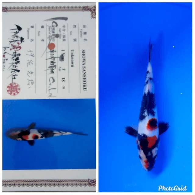 Showa isa farm new tosai