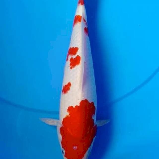 Kohaku merah