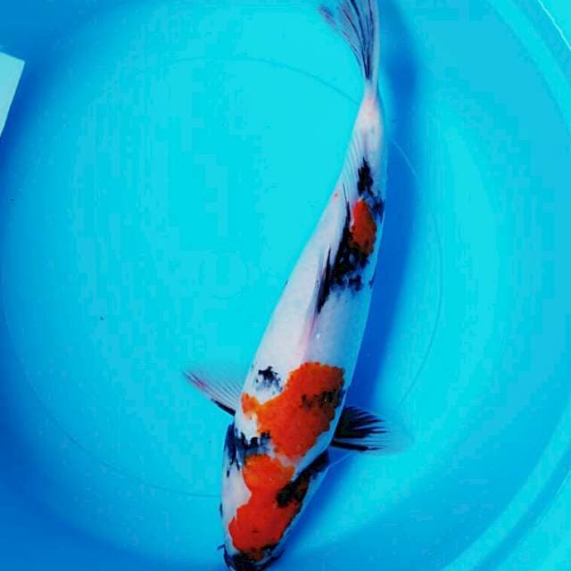 Beauty showa 35cm
