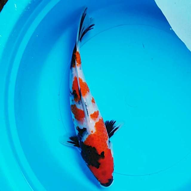 Good showa 30cm