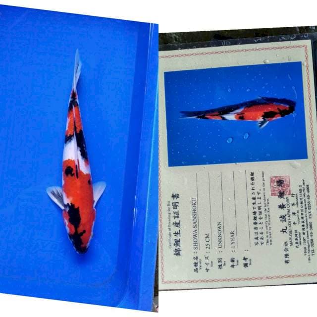 Showa import marusei
