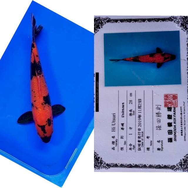 Utsuri import shinoda