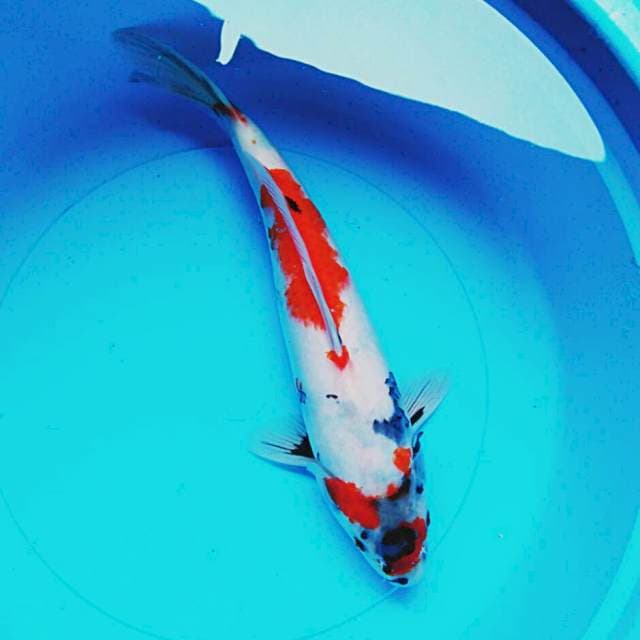 Kindai showa 31cm