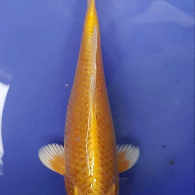 Yamabuki ogon body bagus. 18 cm