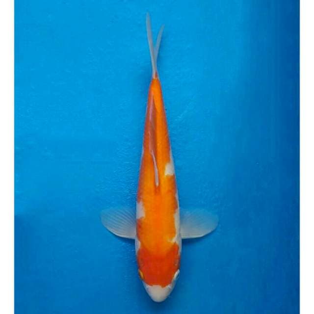 Kohaku Import non serti