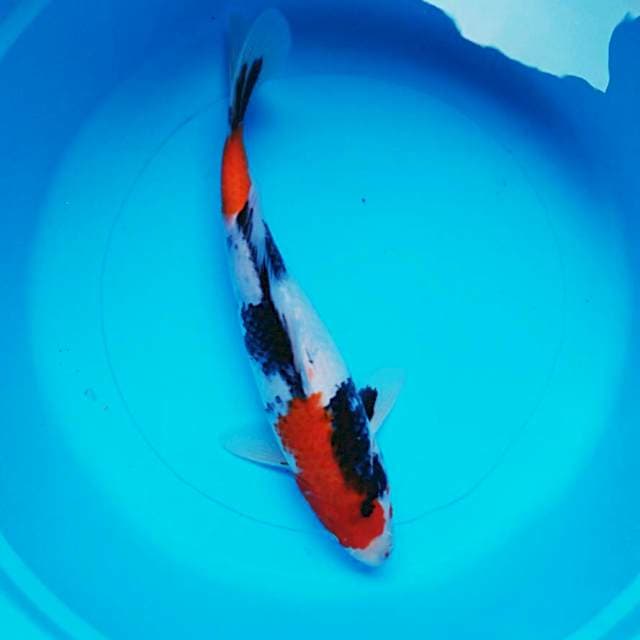 Showa strong 30cm