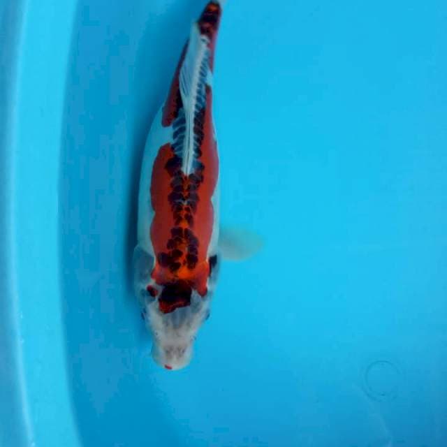 Ghosiki doitsu female