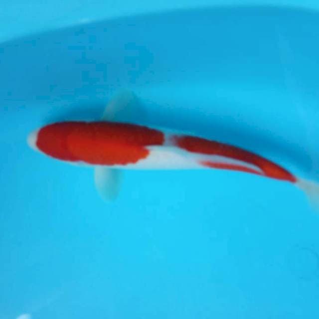 Nindan kohaku joss