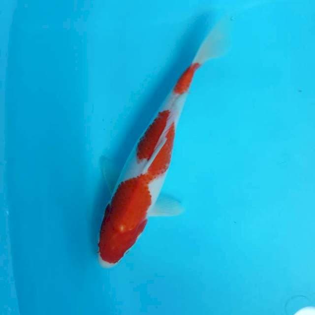 Kohaku