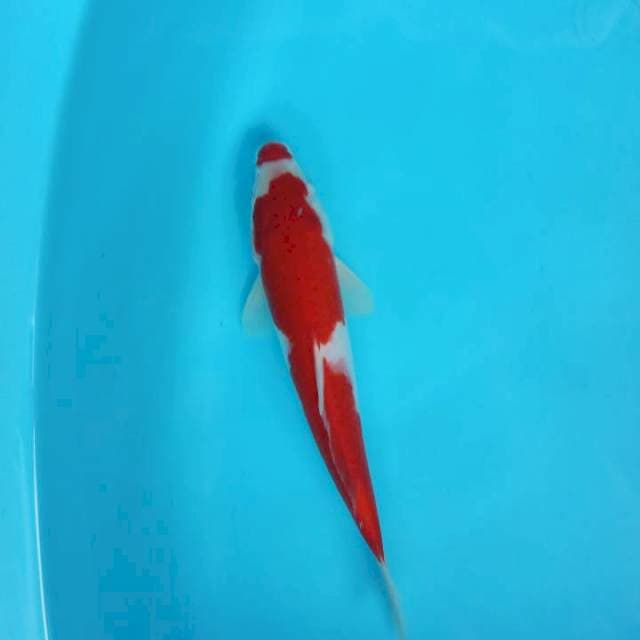Kucibeni