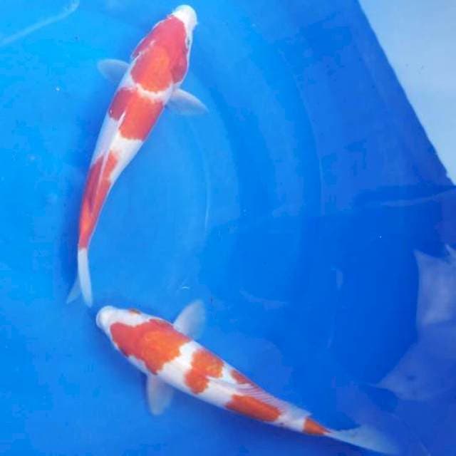 Duo kohaku step