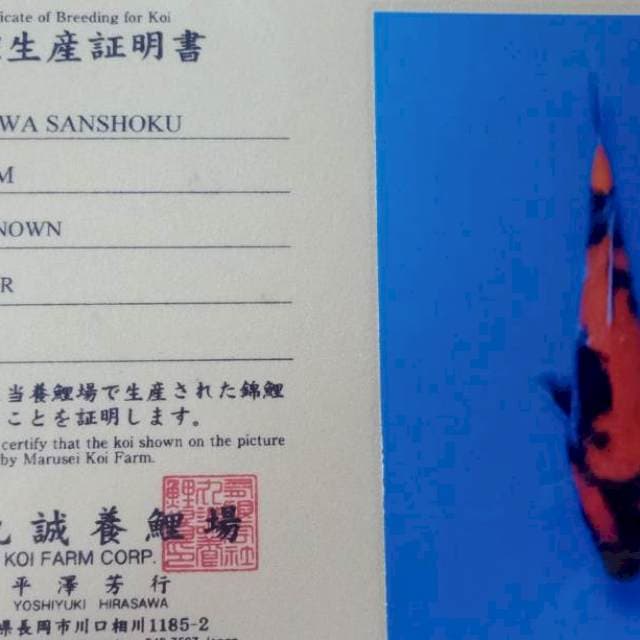 Showa import new tosai marusei