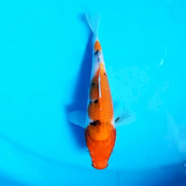 Taisho Sanshoku Near Koi