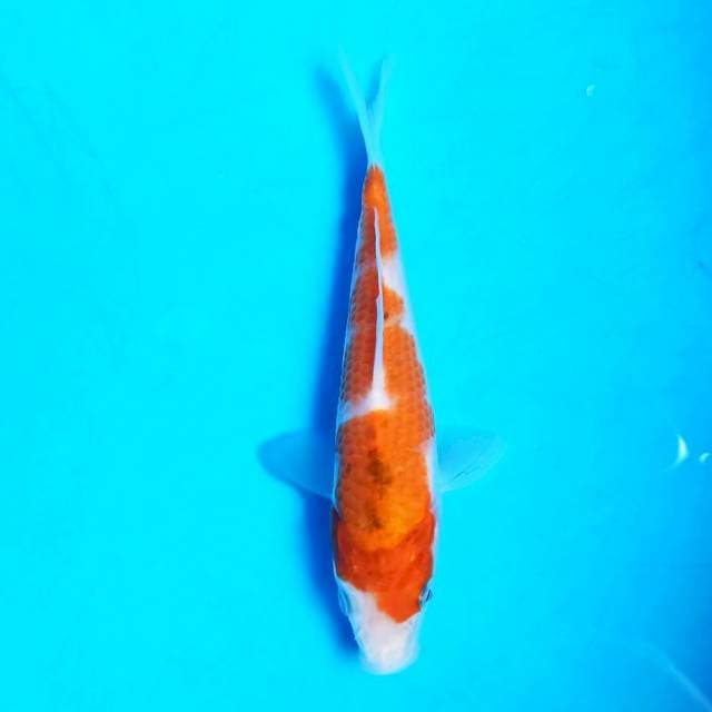 Sanke Near Koi