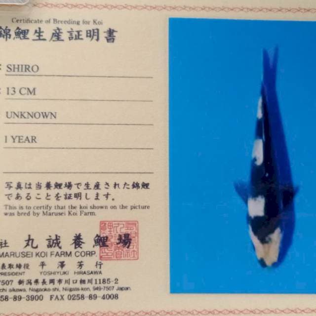 Shiro import marusei serty