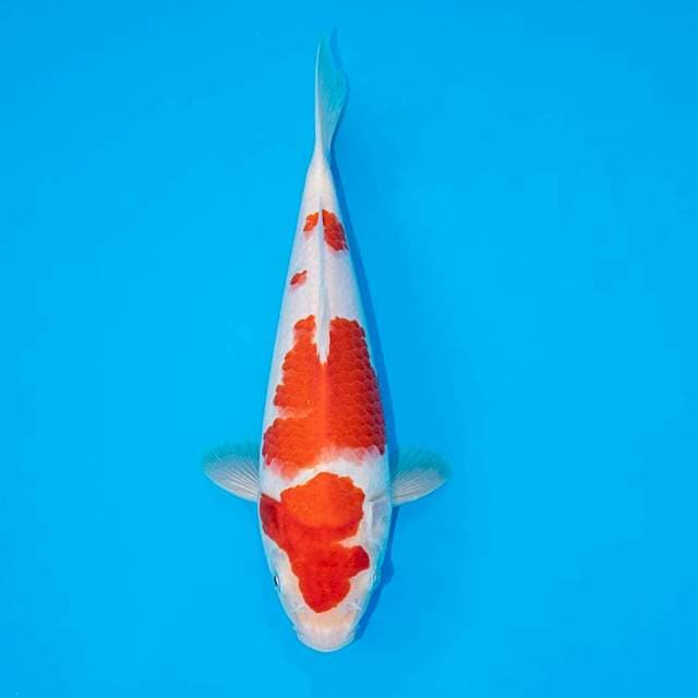 KOHAKU F1 24 CM MALE