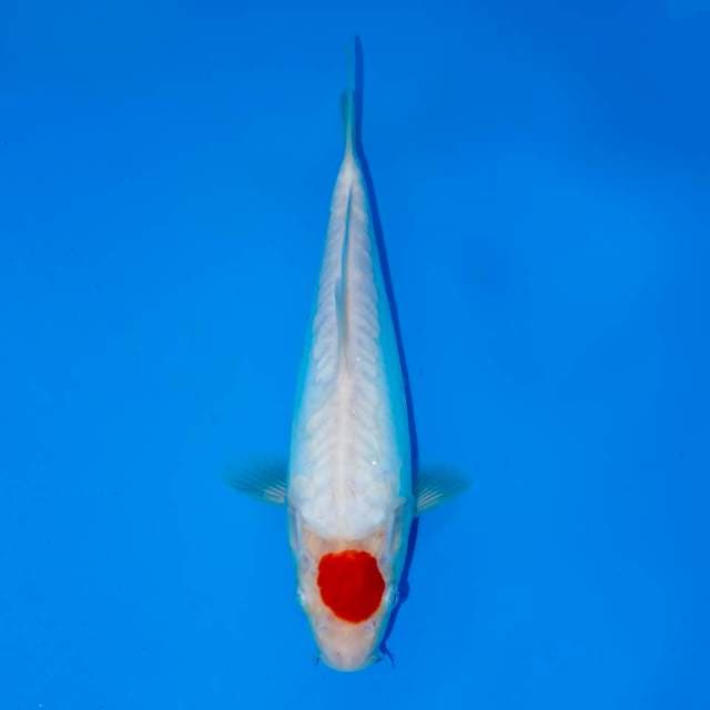 TANCHO KOHAKU PUTIH 28 CM FEMALE