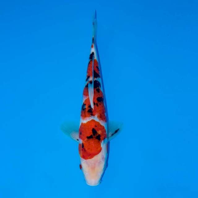 SANKE MERAH 26 CM FEMALE