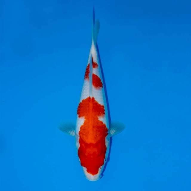 KOHAKU F1 26 CM MALE