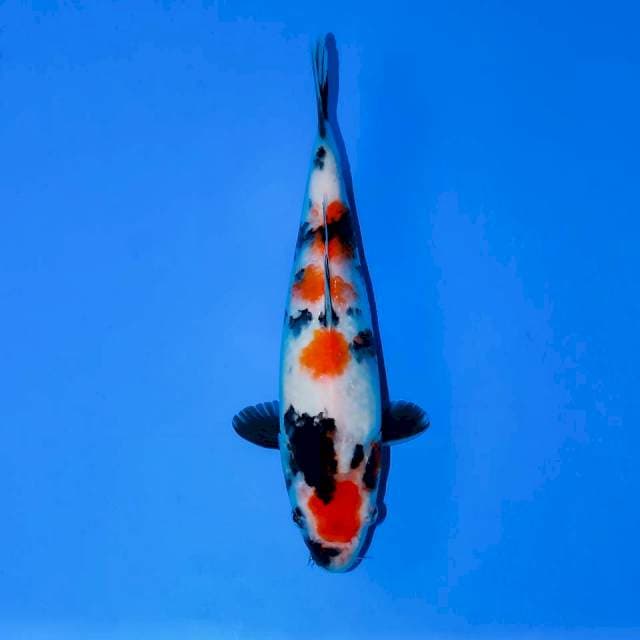 MARUTEN KINDAI SHOWA 23 CM FEMALE