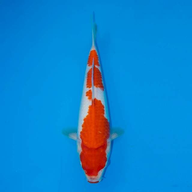 KOHAKU F1 28 CM MALE