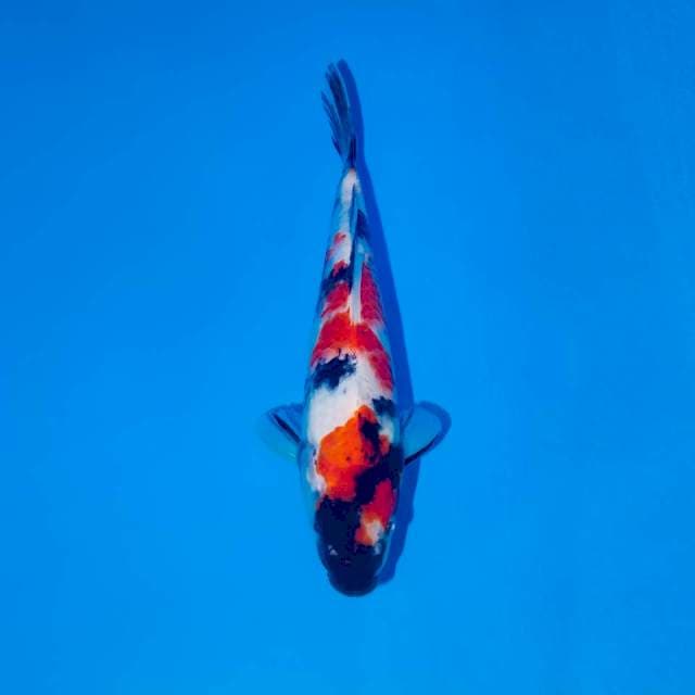 RED SHOWA 21 CM FEMALE