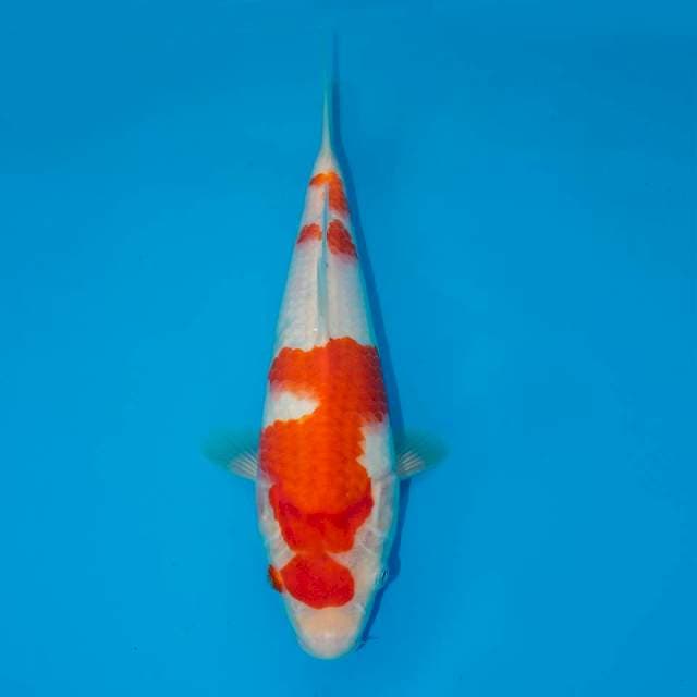 KOHAKU F1 24 CM MALE