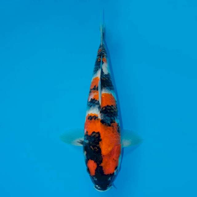 SHOWA SANSHOKU F1 28 CM FEMALE