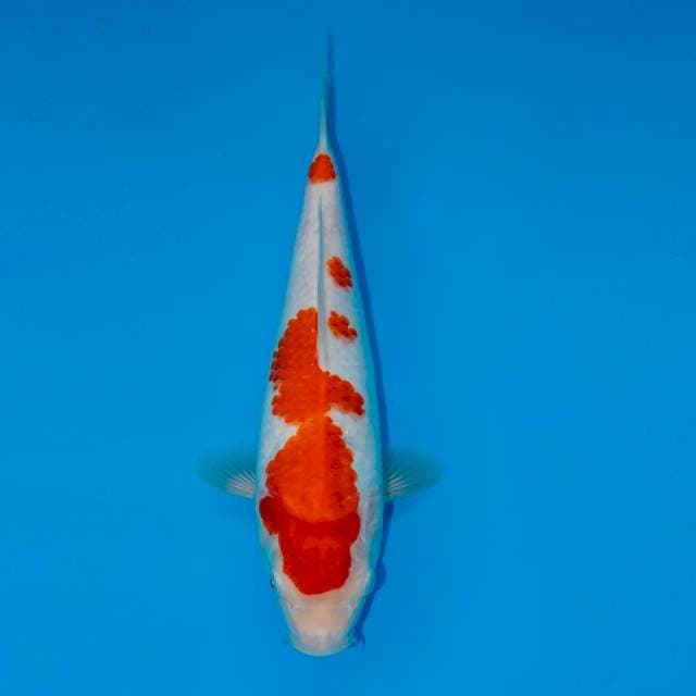 KOHAKU F1 26 CM FEMALE