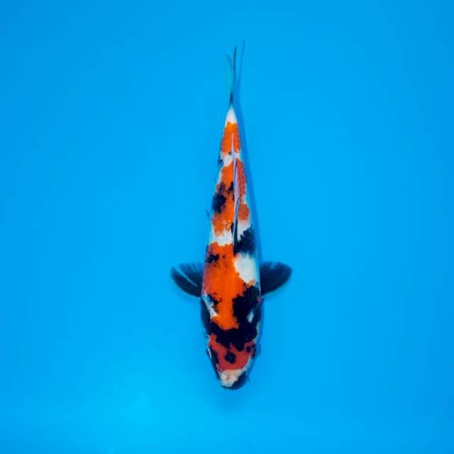 SHOWA SANSHOKU 21 CM MALE