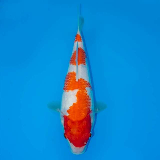 KOHAKU F1 25 CM MALE