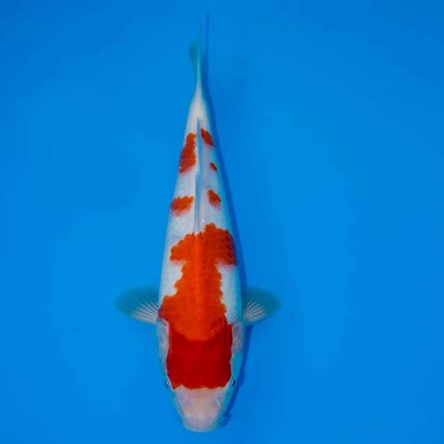 KOHAKU ORIGINAL F1 26 CM FEMALE