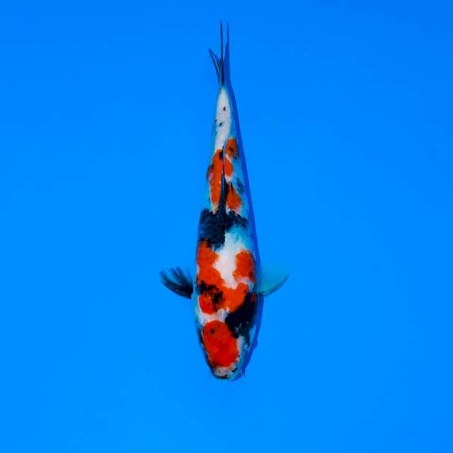 MARUTEN SHOWA TATEGOI 23 CM MALE