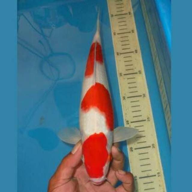 SANDAN KOHAKU 3STEP