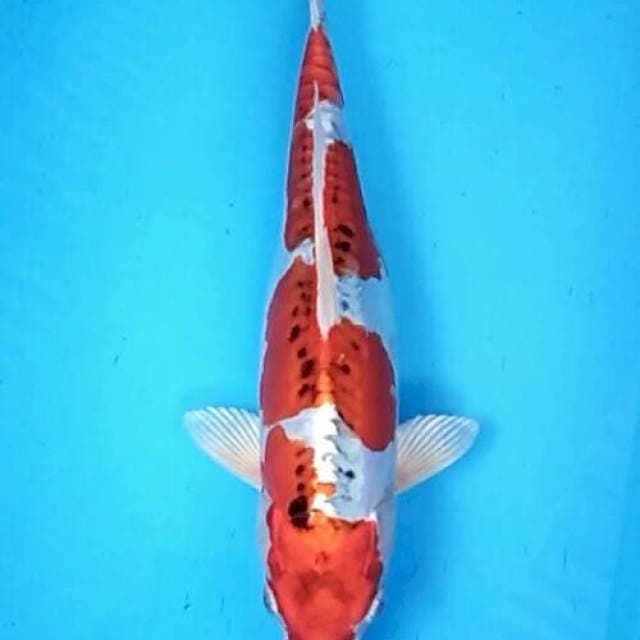 Doitsu kujaku cantik artistik 33+cm