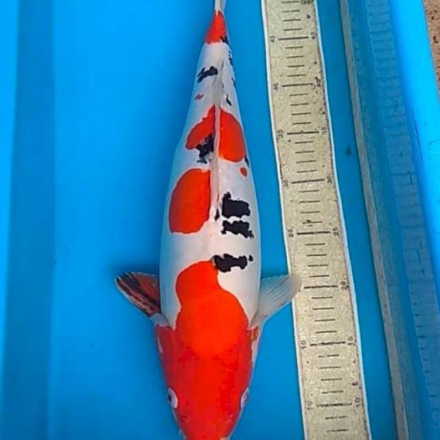 Sanke doit 46cm