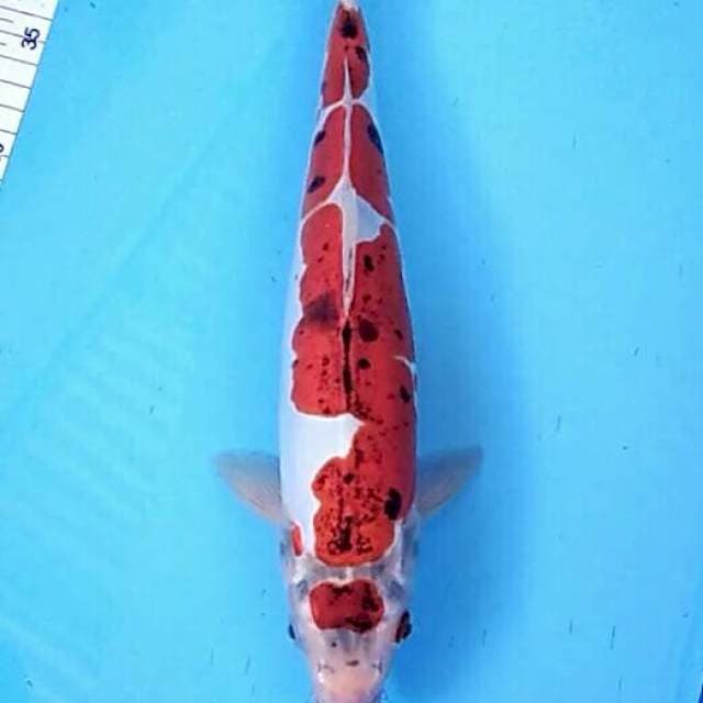 Maruten koromo doitsu ikan antik koleksi 36cm