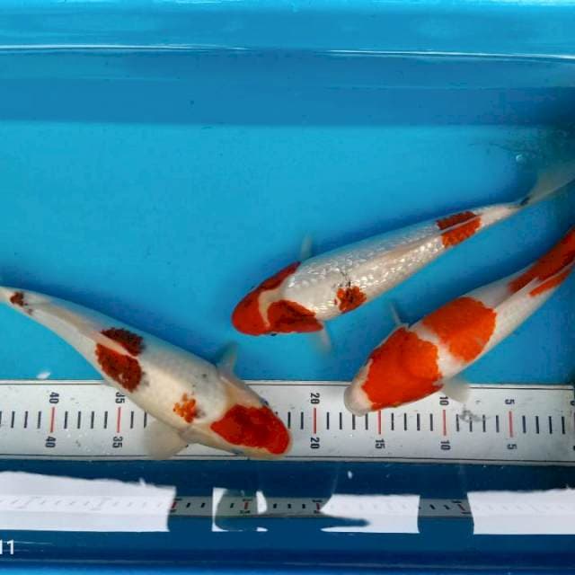 Kohaku, goromo