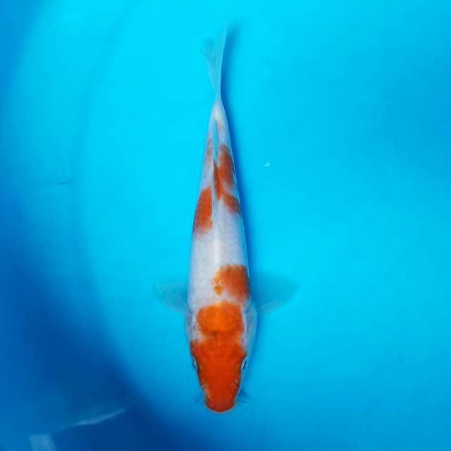 Kohaku F1 15cm