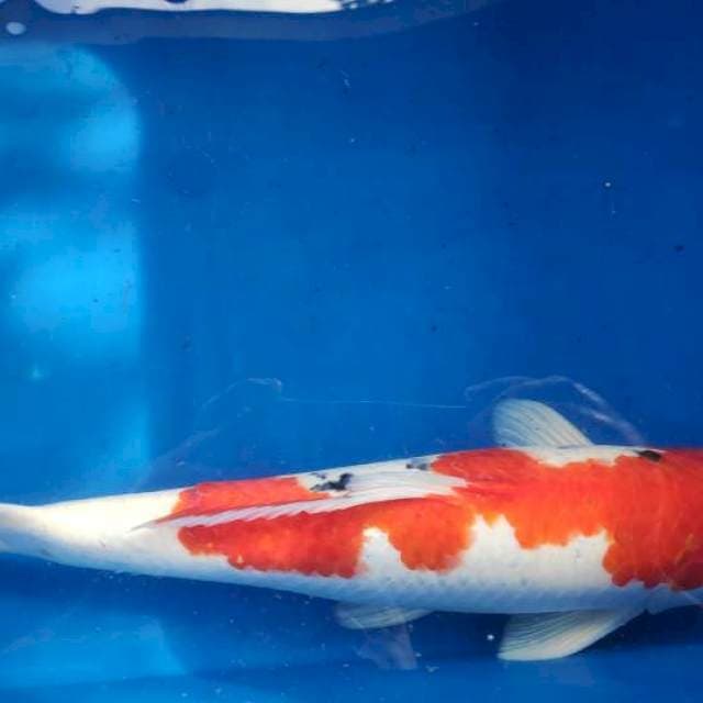 Sanke 30 cm