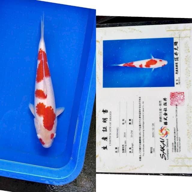 Kohaku sakai