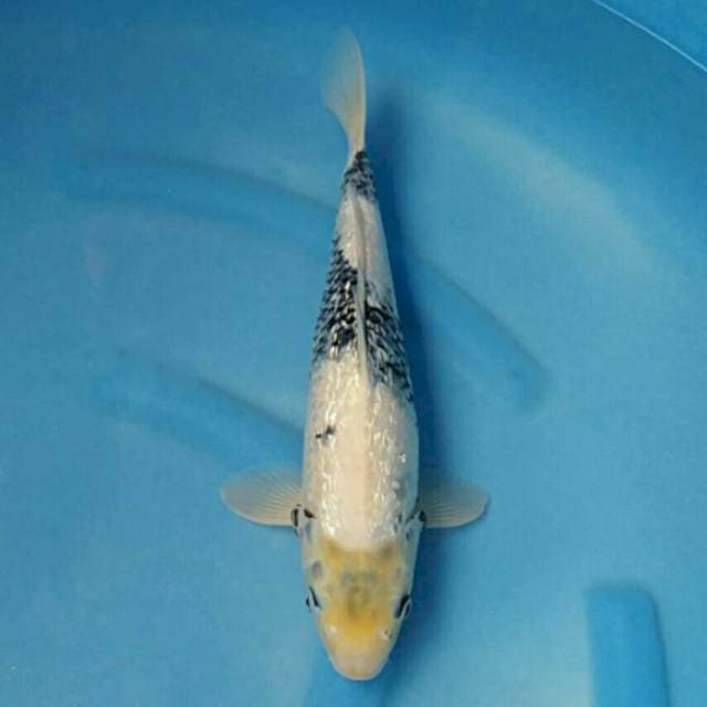 Okawa Shiro Ginrin