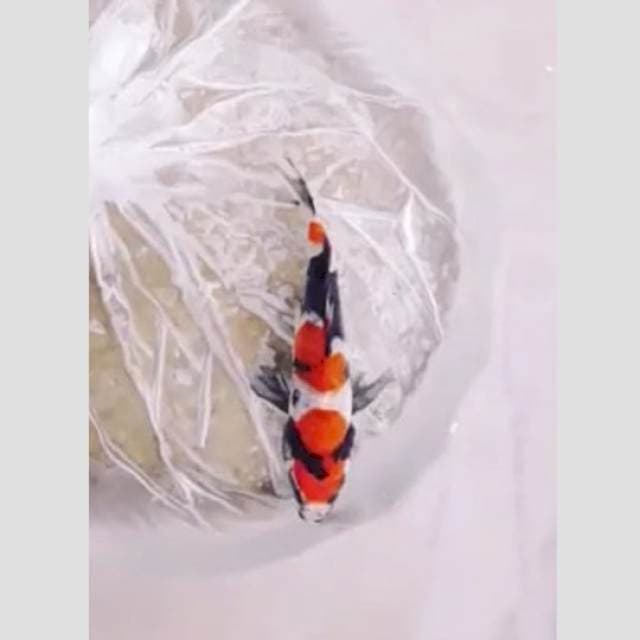 showa istimewa 20cm