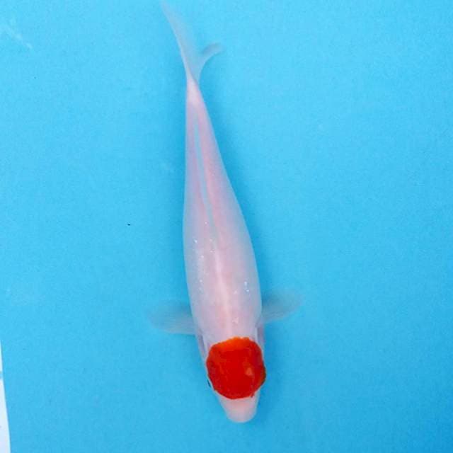 Tancho Kohaku ~ orijinal