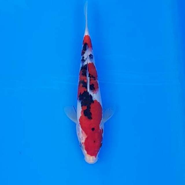 RED STRONG SANKE 22CM