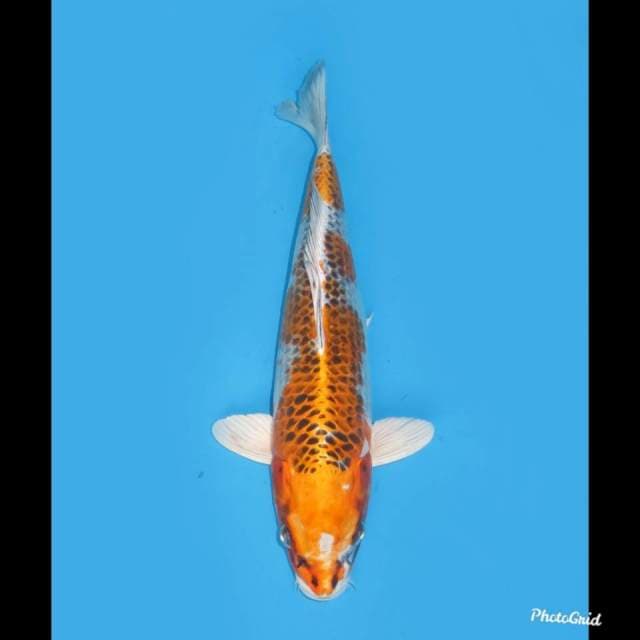 Yellow Kujaku F1 , 37cm