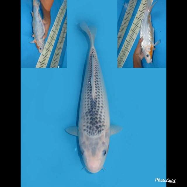Asagi Bakat Jumbo , 34cm