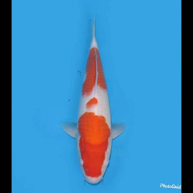 Kohaku Tulangan Bagus , 35cm