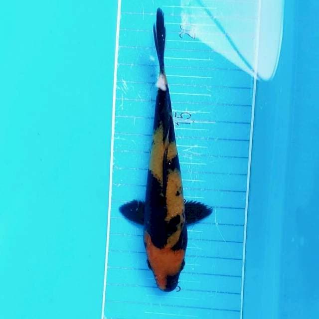 Hi utsuri 15cm