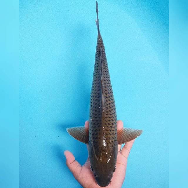 Besar Murah 44cm. #09